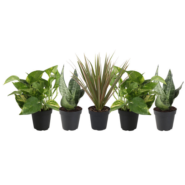Costa Farms Assorted Foliage in Nursery Pot & Reviews Perigold